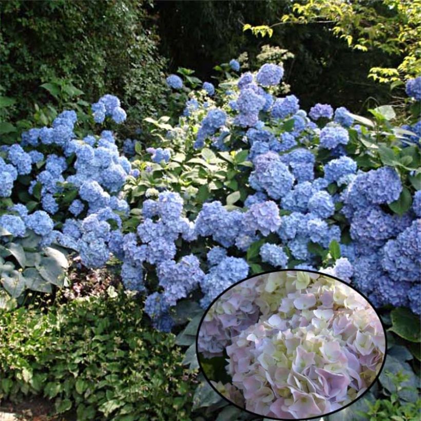 Hydrangea macrophylla Generale Vicomtesse de Vibraye - Bauernhortensie (Wuchs)