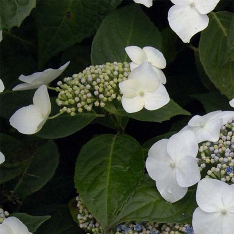 Hydrangea macrophylla Great Star Blanc Bleu - Bauernhortensie (Laub)