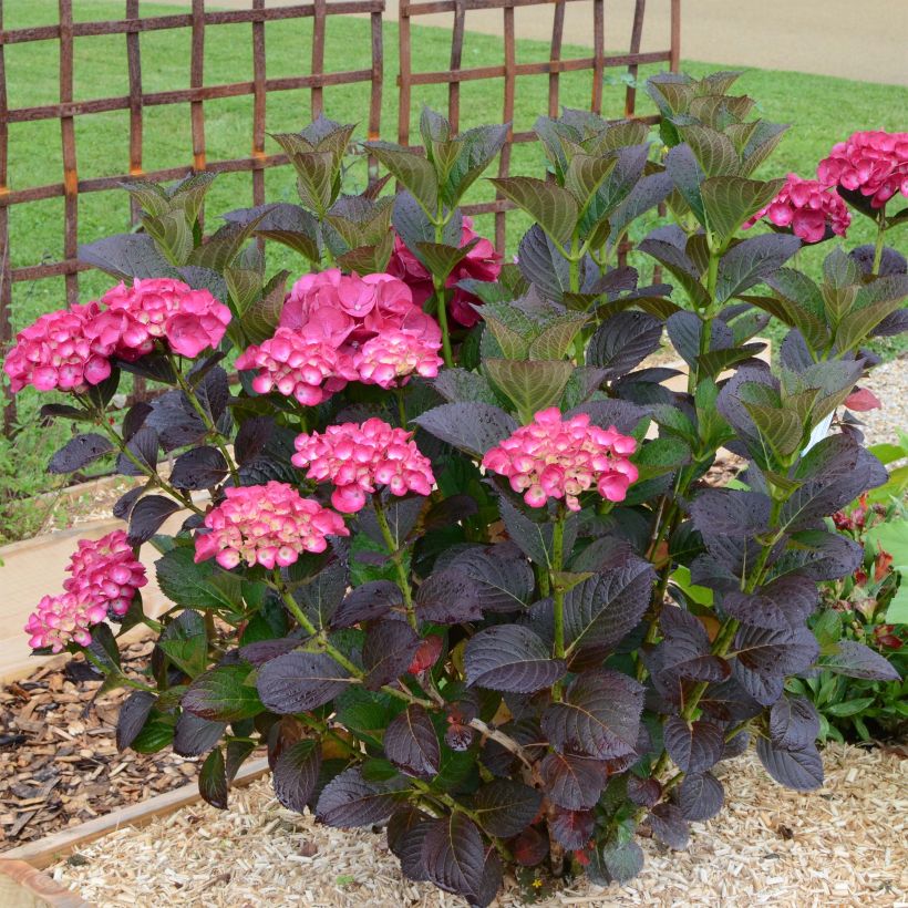 Hydrangea macrophylla Julisa - Bauernhortensie (Plant habit)
