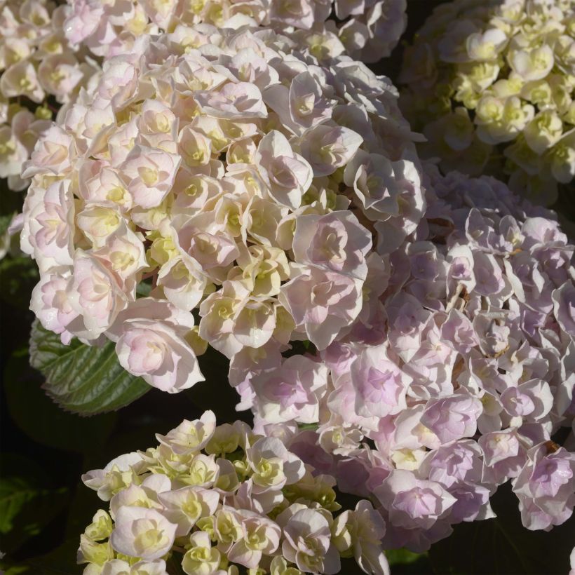 Hydrangea macrophylla Kazan - Bauernhortensie (Blüte)