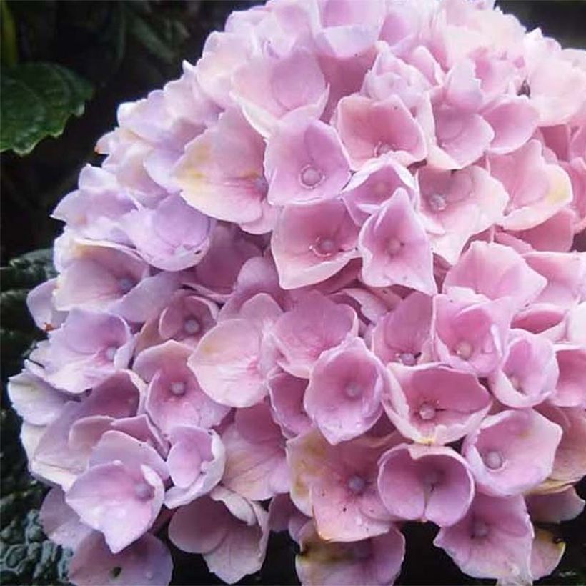 Hydrangea macrophylla Magical Revolution Rose - Bauernhortensie (Flowering)