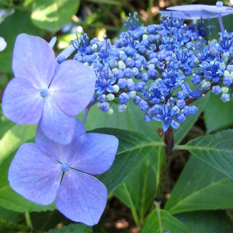 Hydrangea macrophylla Mariesii Perfecta - Bauernhortensie (Flowering)