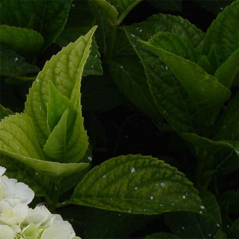 Hydrangea macrophylla Mme Emile Mouillière - Bauernhortensie (Foliage)