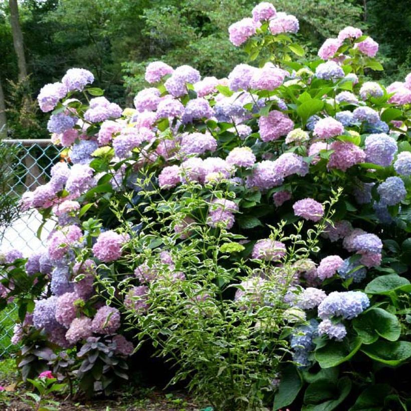 Hydrangea macrophylla Nikko Blue - Bauernhortensie (Plant habit)