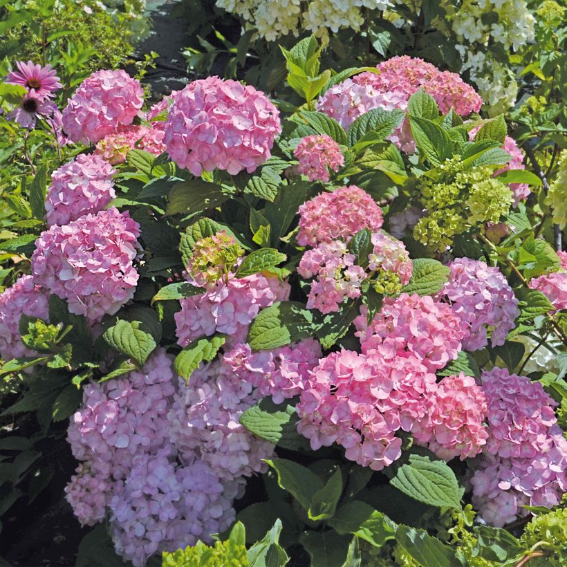 Hydrangea macrophylla So Long Rosy - Bauernhortensie (Wuchs)