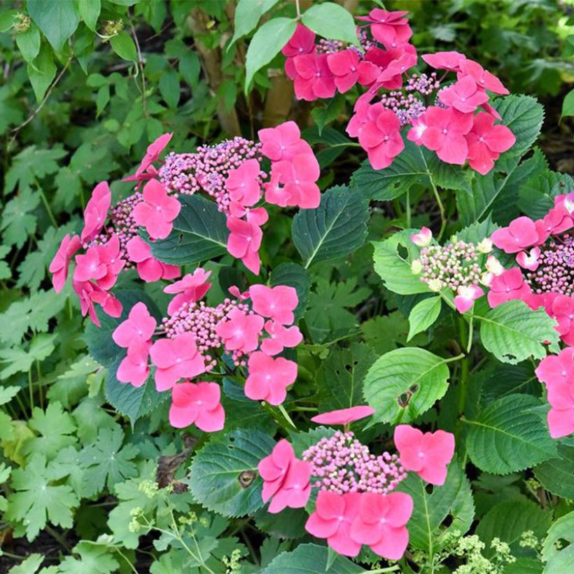 Hydrangea macrophylla Teller Red - Bauernhortensie (Plant habit)
