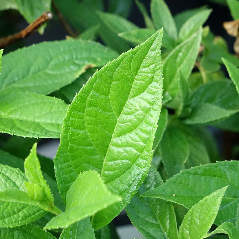 Rispenhortensie Bloody Marie - Hydrangea paniculata (Foliage)