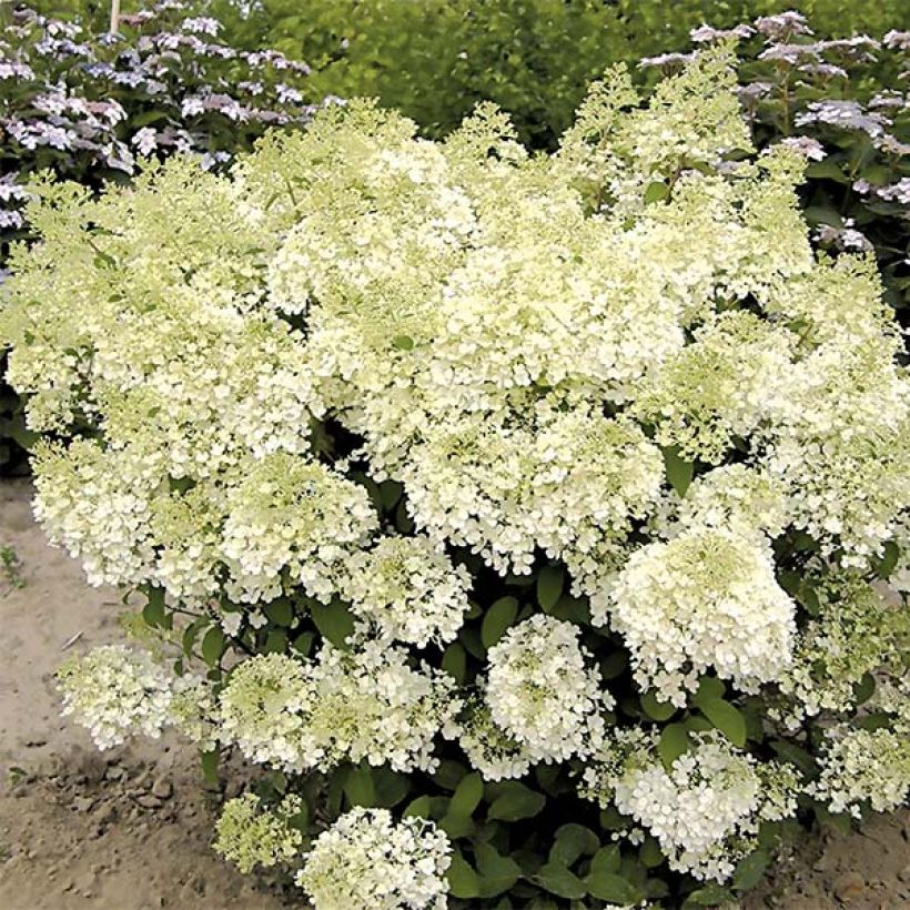 Rispenhortensie Bobo - Hydrangea paniculata (Wuchs)