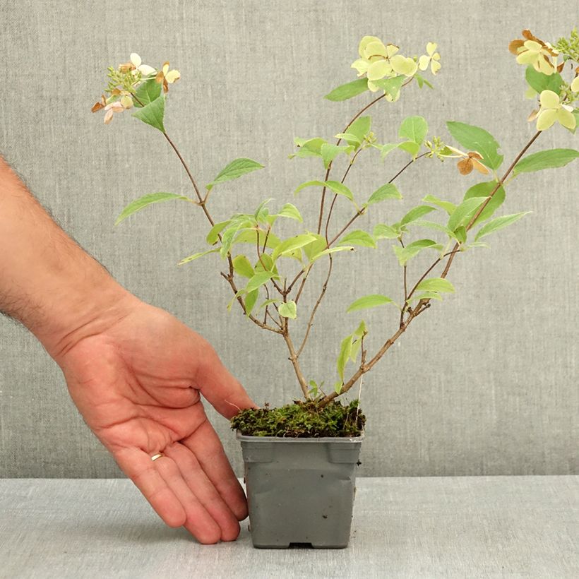 Exemplar von Rispenhortensie Confetti - Hydrangea paniculata Kleine Töpfe von 8/9 cm wie im Sommer geliefert