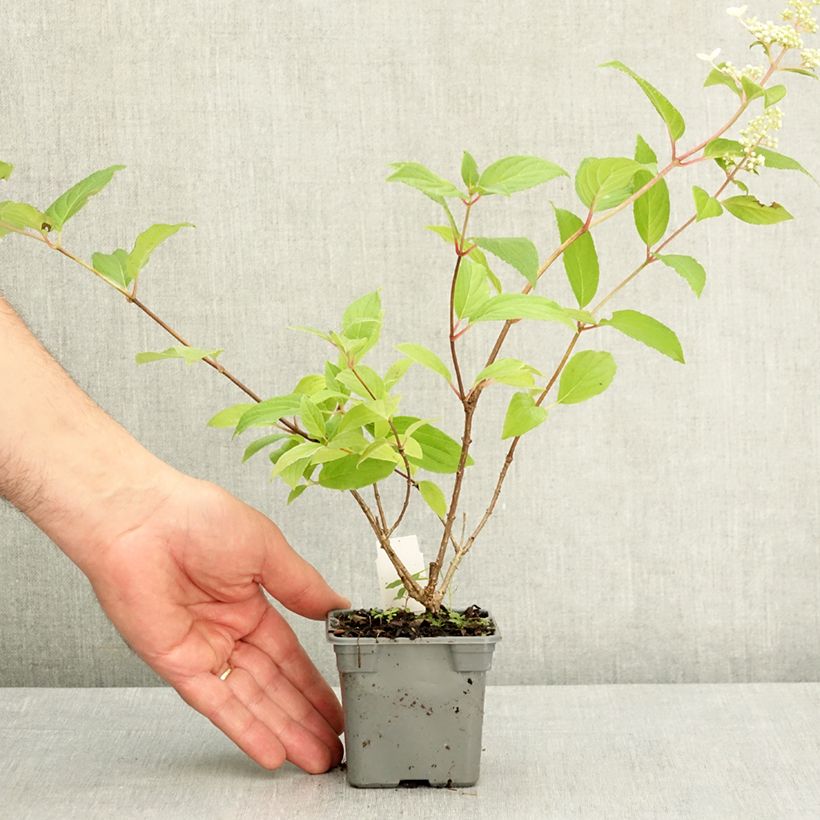 Exemplar von Rispenhortensie Confetti - Hydrangea paniculata Kleine Töpfe von 8/9 cm wie im Frühjahr geliefert