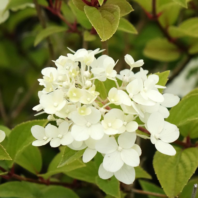 Rispenhortensie Dharuma - Hydrangea paniculata (Flowering)