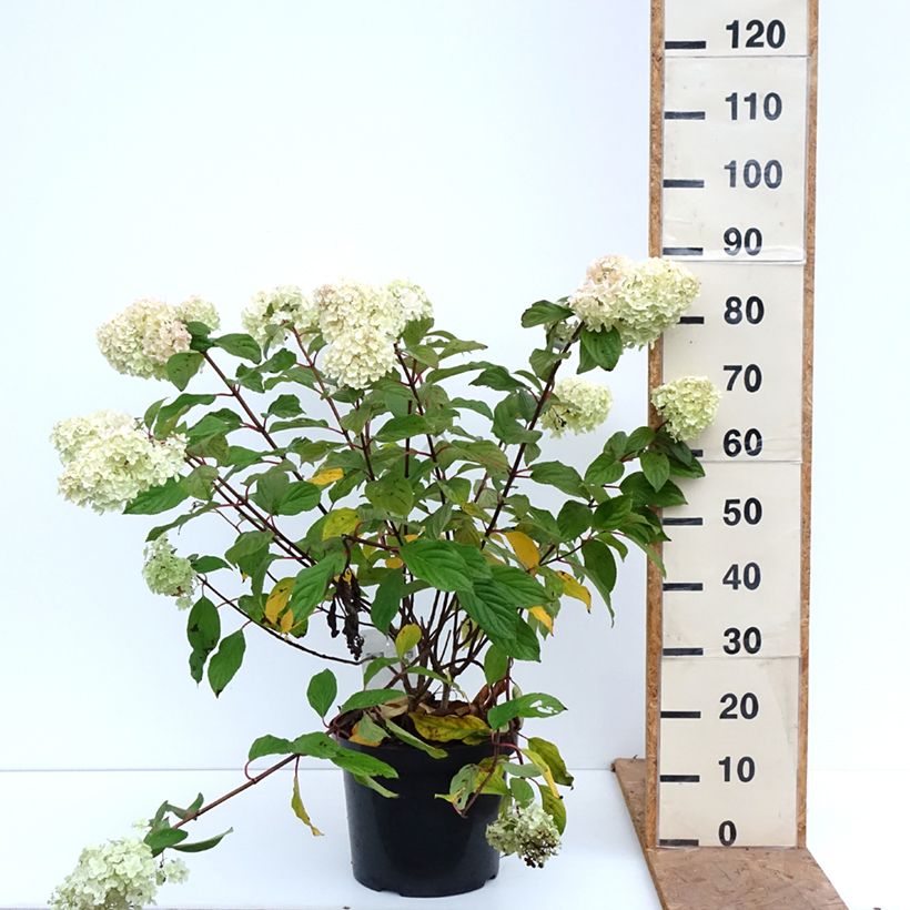 Exemplar von Rispenhortensie Diamantino - Hydrangea paniculata Topf mit 12L/15L wie im Herbst geliefert