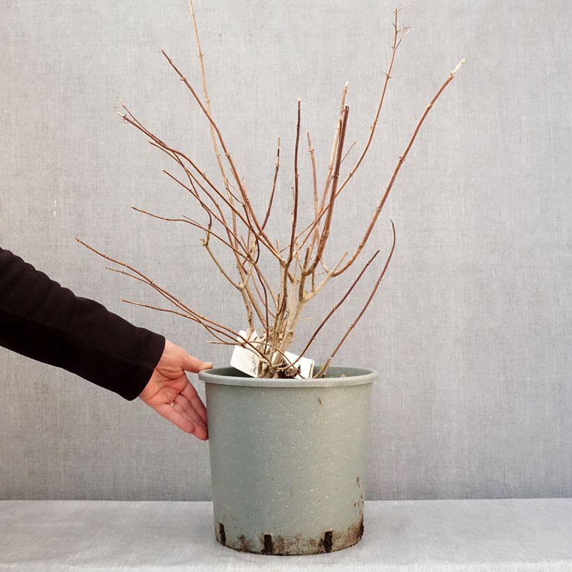 Exemplar von Rispenhortensie Diamantino - Hydrangea paniculata Topf mit 12L/15L wie im Winter geliefert