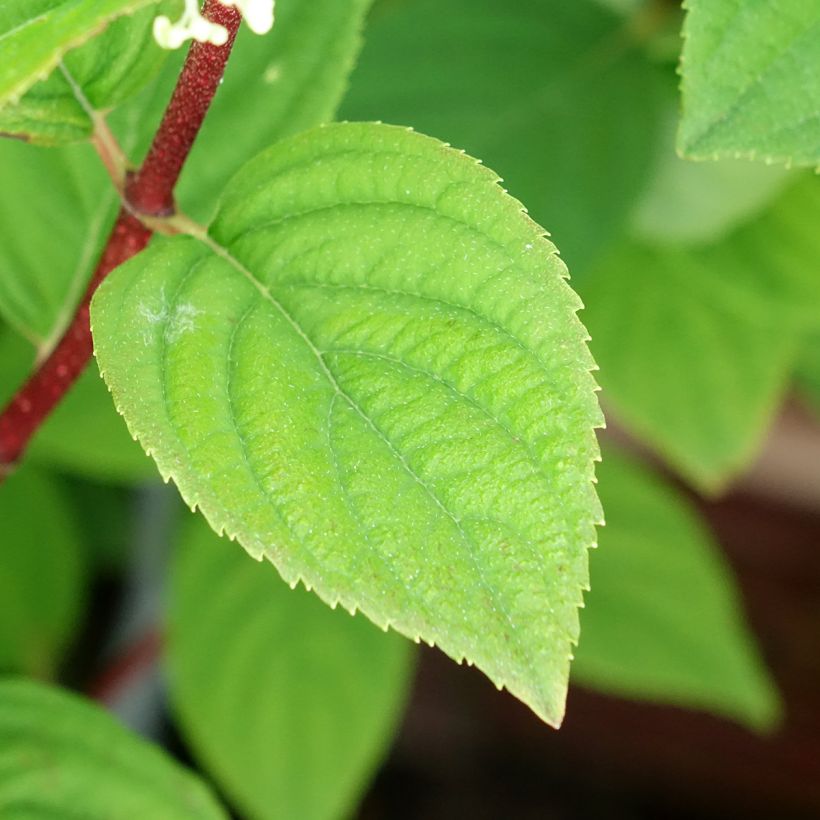 Rispenhortensie Fire Light Tidbit - Hydrangea paniculata (Laub)
