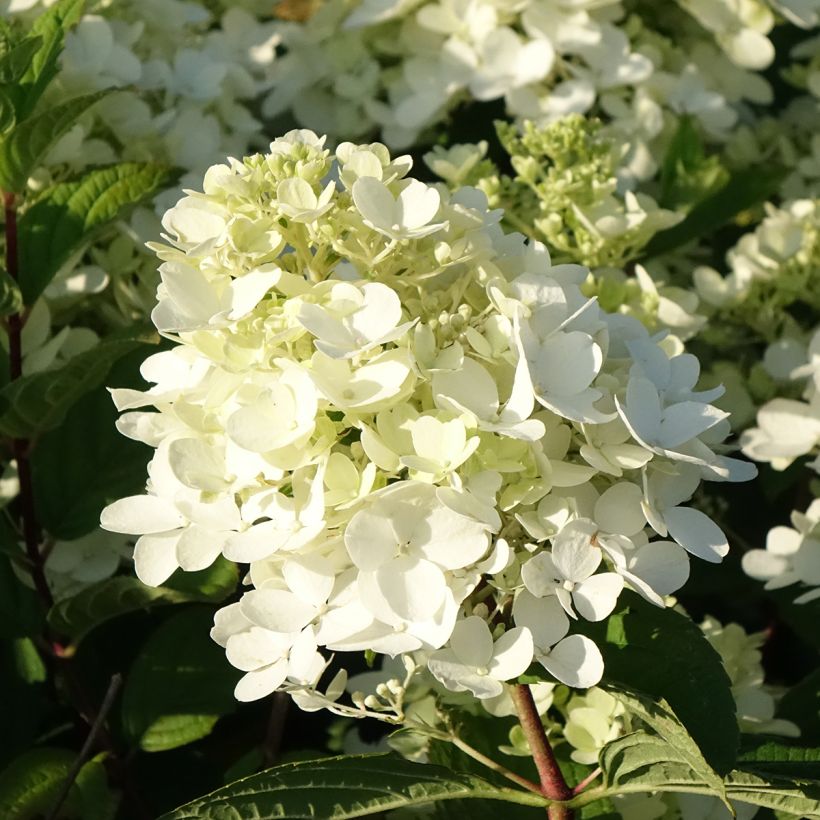 Rispenhortensie Fire Light Tidbit - Hydrangea paniculata (Blüte)