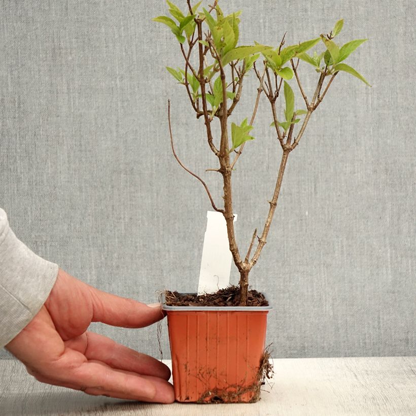 Exemplar von Rispenhortensie Graffiti - Hydrangea paniculata Kleine Töpfe von 8/9 cm wie im Frühjahr geliefert