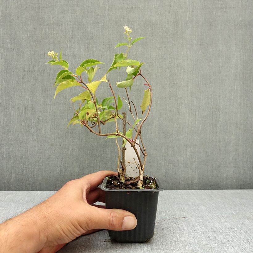 Exemplar von Rispenhortensie Levana - Hydrangea paniculata Kleine Töpfe von 8/9 cm wie im Sommer geliefert