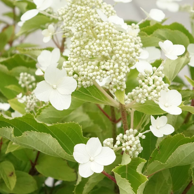 Rispenhortensie Levana - Hydrangea paniculata (Blüte)