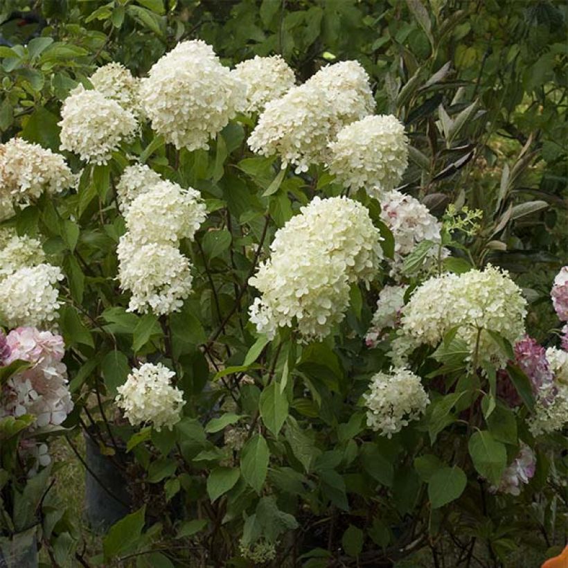 Rispenhortensie Limelight - Hydrangea paniculata (Flowering)