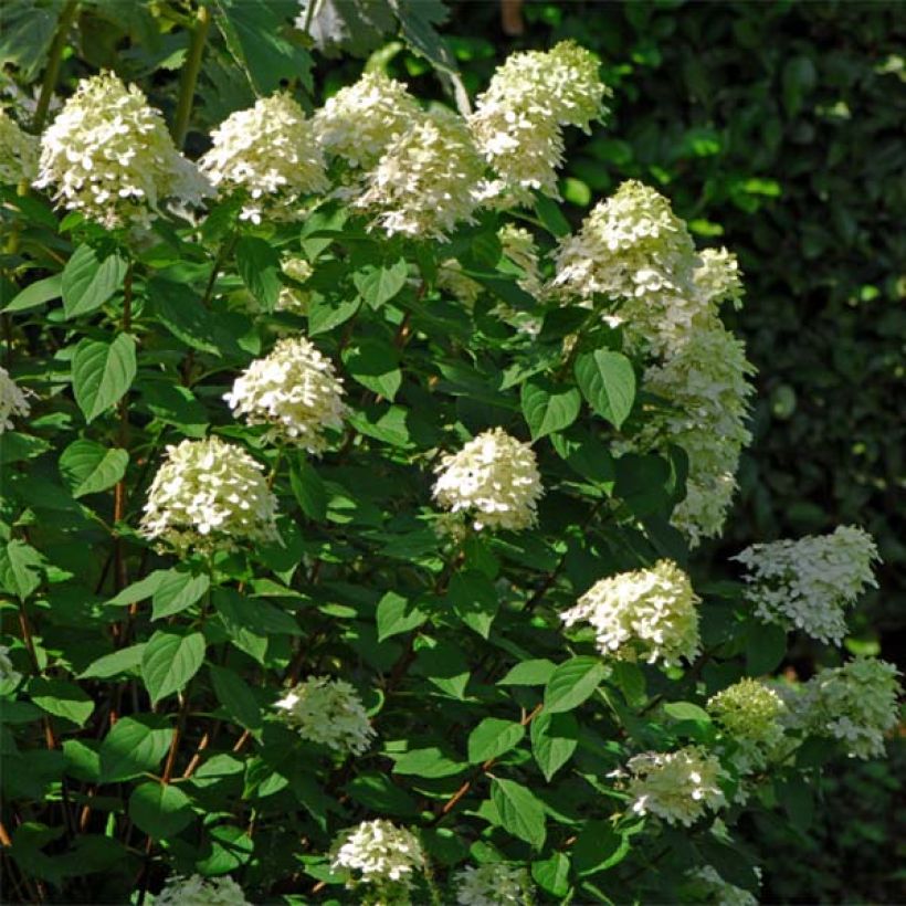 Rispenhortensie Limelight - Hydrangea paniculata (Plant habit)