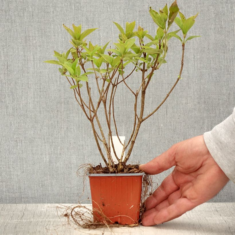 Example of Rispenhortensie Limelight - Hydrangea paniculata Kleine Töpfe von 8/9 cm as you get in printemps