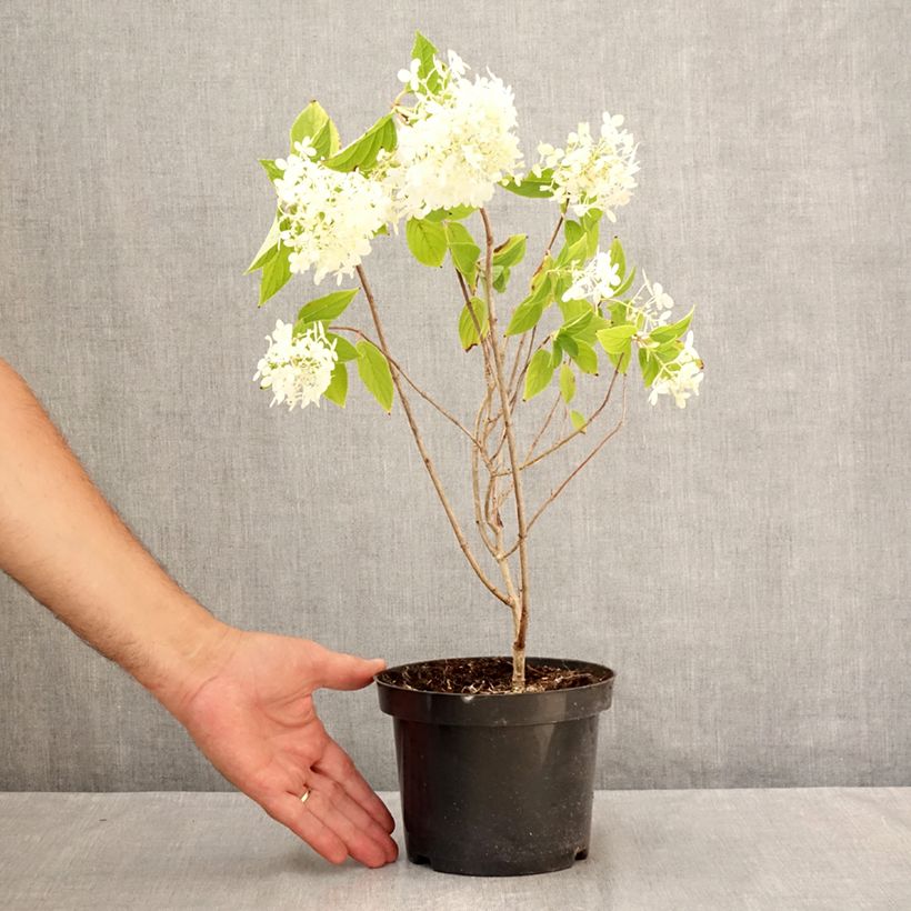 Exemplar von Rispenhortensie Limelight - Hydrangea paniculata Topf mit 3L/4L wie im Sommer geliefert