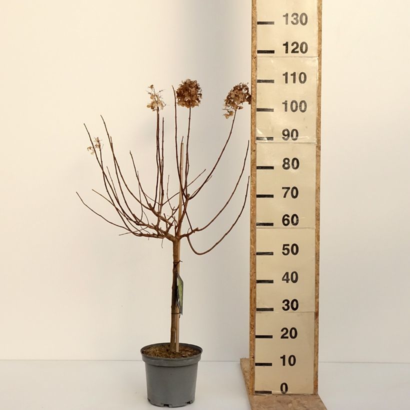 Exemplar von Hydrangea paniculata Limelight - Hortensia paniculé Pot de 3L/4L, Tige, Tige de 40 cm wie im Winter geliefert