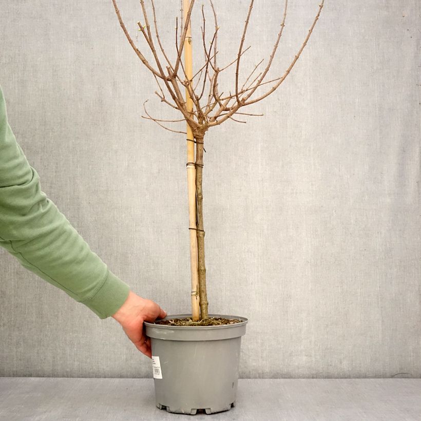 Example of Rispenhortensie Limelight - Hydrangea paniculata Topf mit 3L/4L, Stamm as you get in printemps