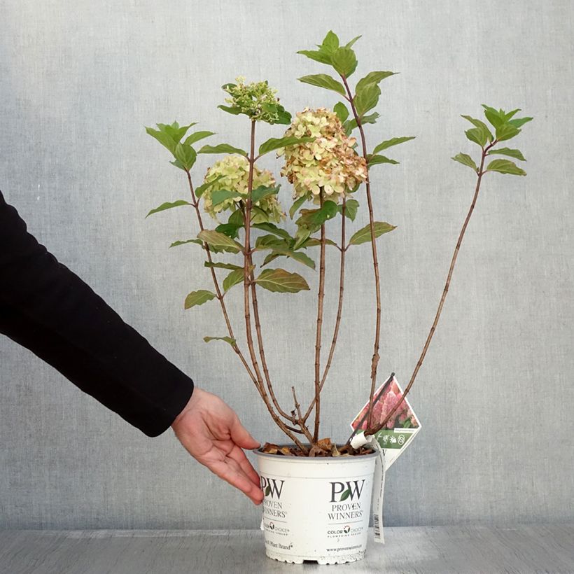 Exemplar von Hydrangea paniculata Limelight Prime- Hortensia paniculé Pot de 3L/4L wie im Herbst geliefert