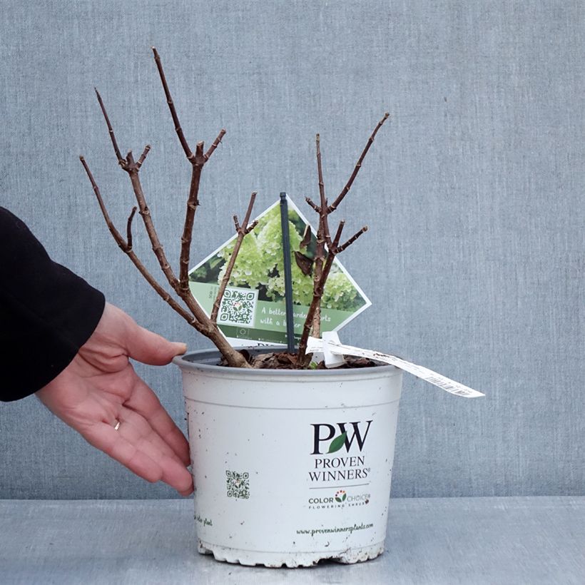 Example of Rispenhortensie Little Lime® Punch Proven Winners® - Hydrangea paniculata Topf mit 3L/4L as you get in hiver