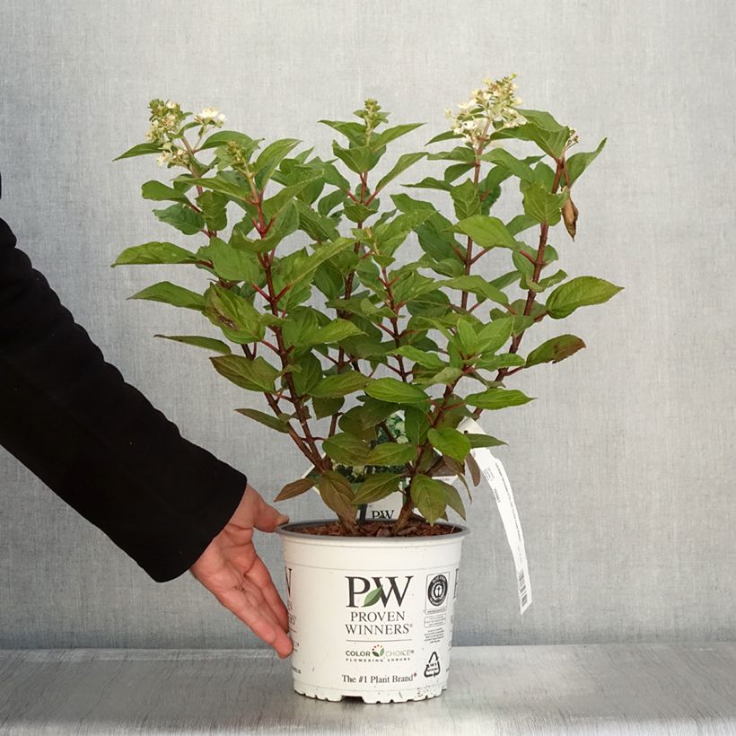 Exemplar von Hydrangea paniculata Little Lime Punch - Hortensia paniculé Pot de 3L/4L wie im Herbst geliefert