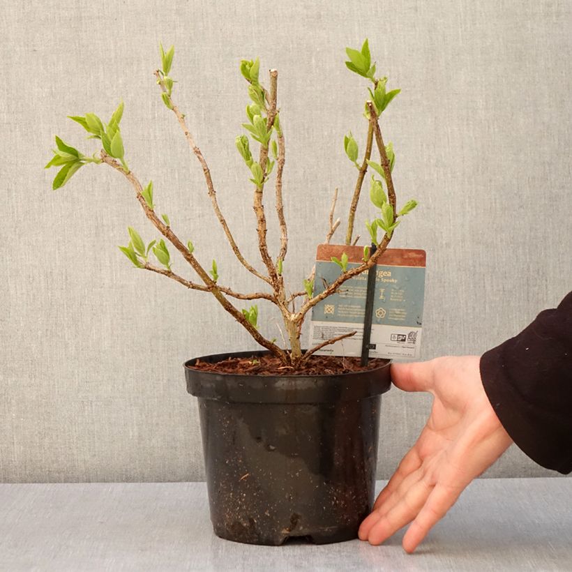 Example of Rispenhortensie Little Spooky - Hydrangea paniculata Topf mit 3L/4L as you get in printemps