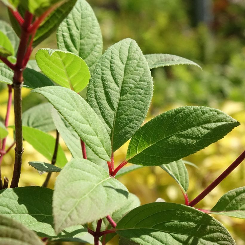 Rispenhortensie Magical Fire - Hydrangea paniculata (Laub)