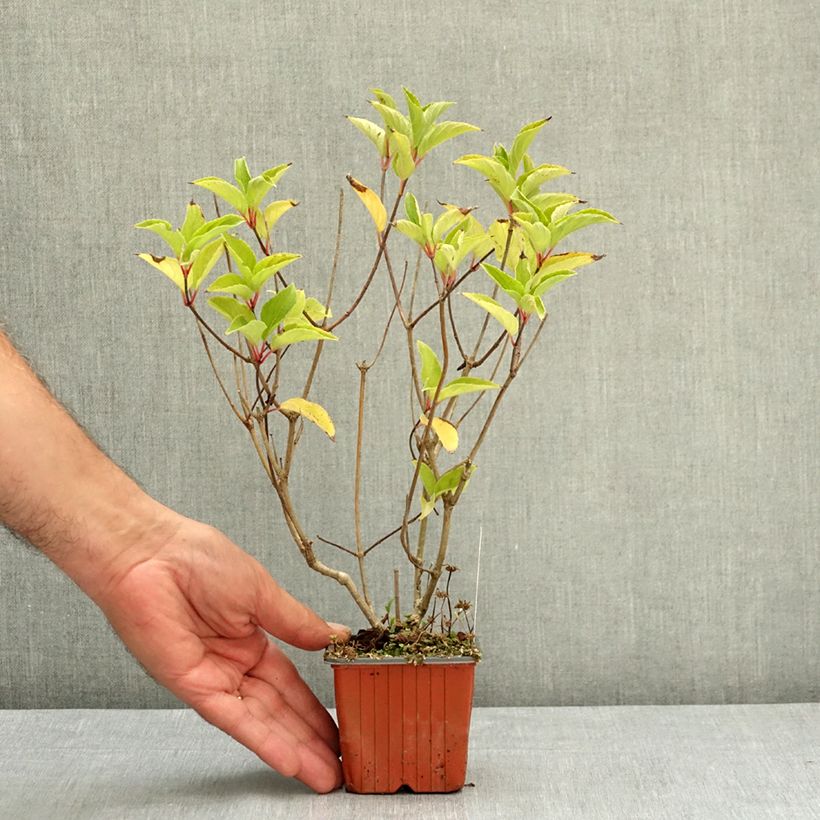 Exemplar von Rispenhortensie Magical Fire - Hydrangea paniculata Kleine Töpfe von 8/9 cm wie im Sommer geliefert
