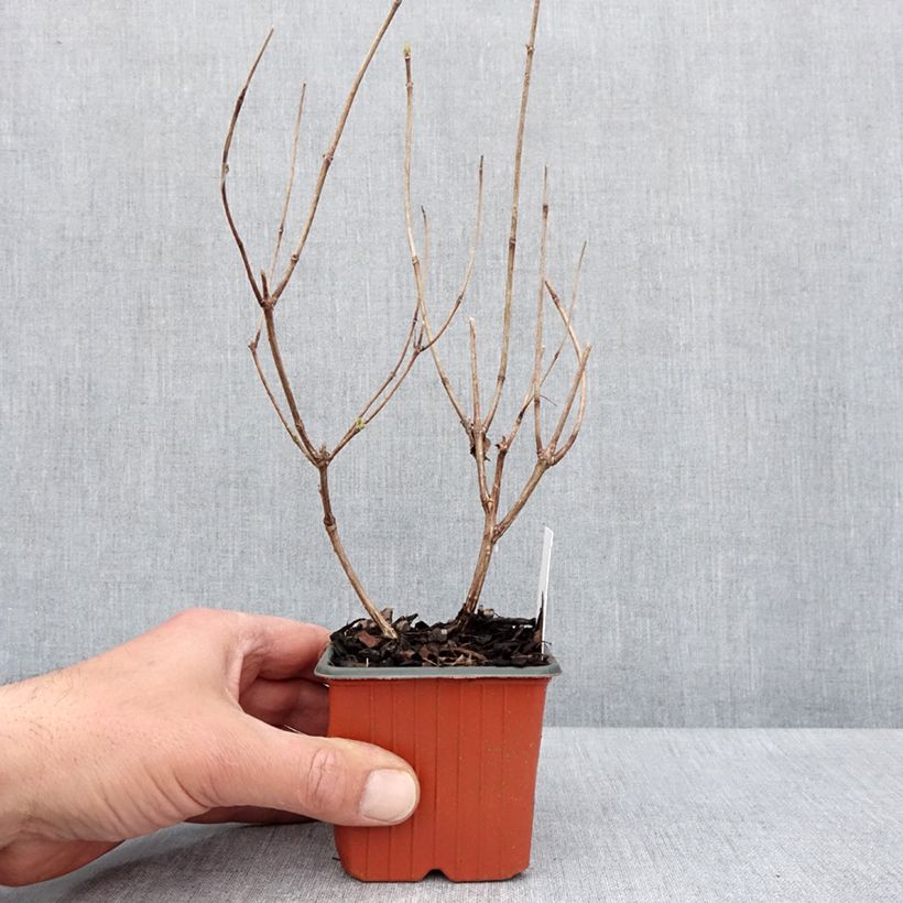 Exemplar von Rispenhortensie Magical Fire - Hydrangea paniculata Kleine Töpfe von 8/9 cm wie im Frühjahr geliefert