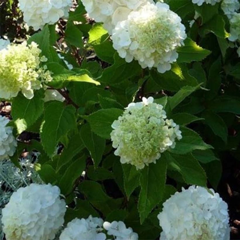 Rispenhortensie Magical Mont Blanc - Hydrangea paniculata (Foliage)