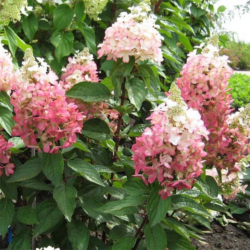 Rispenhortensie Magical Vesuvio - Hydrangea paniculata (Wuchs)