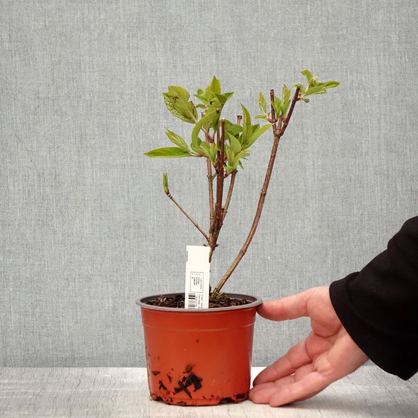 Example of Rispenhortensie Pinky Winky - Hydrangea paniculata Kleine Töpfe von 8/9 cm as you get in printemps