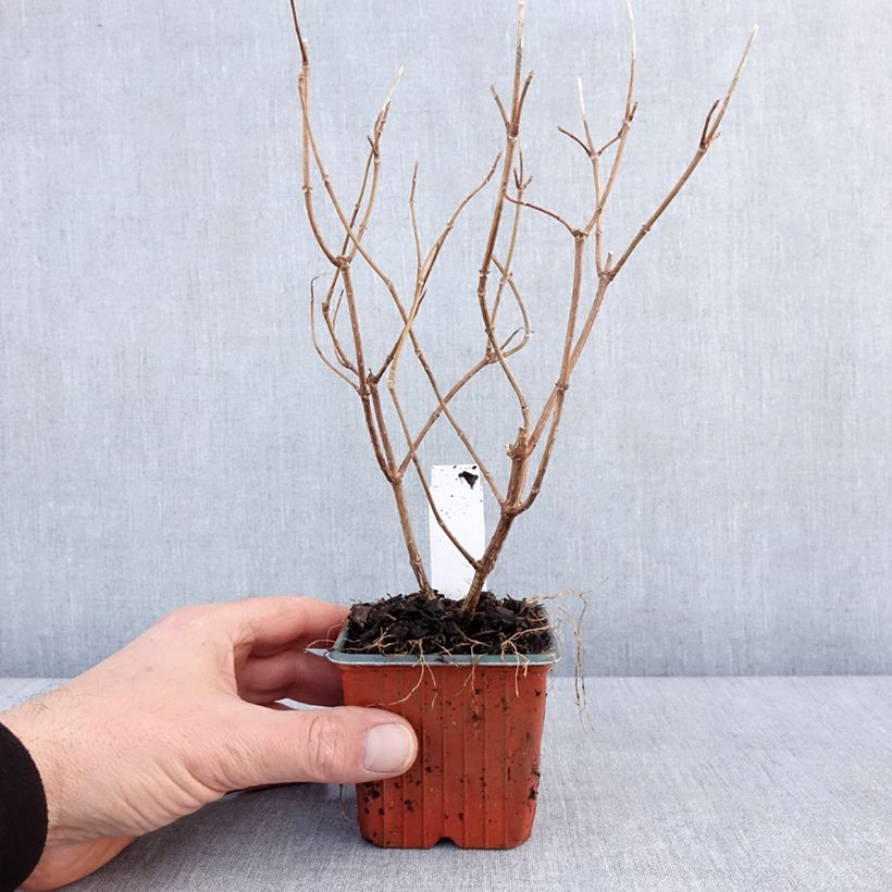 Exemplar von Hydrangea paniculata Polar Bear - Hortensia paniculé Godet de 8/9 cm wie im Winter geliefert