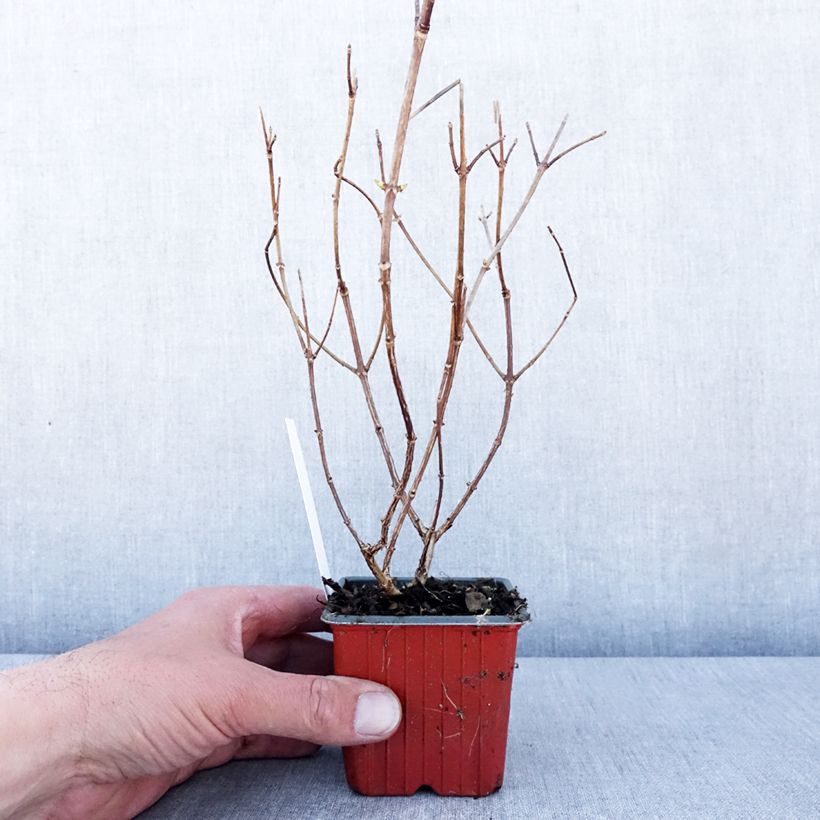 Example of Rispenhortensie Polar Bear - Hydrangea paniculata Kleine Töpfe von 8/9 cm as you get in printemps