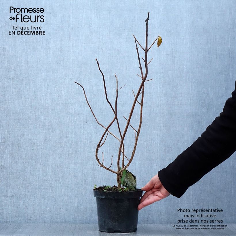 Exemplar von Rispenhortensie Polar Bear - Hydrangea paniculata Topf mit 2L/3L wie im Herbst geliefert