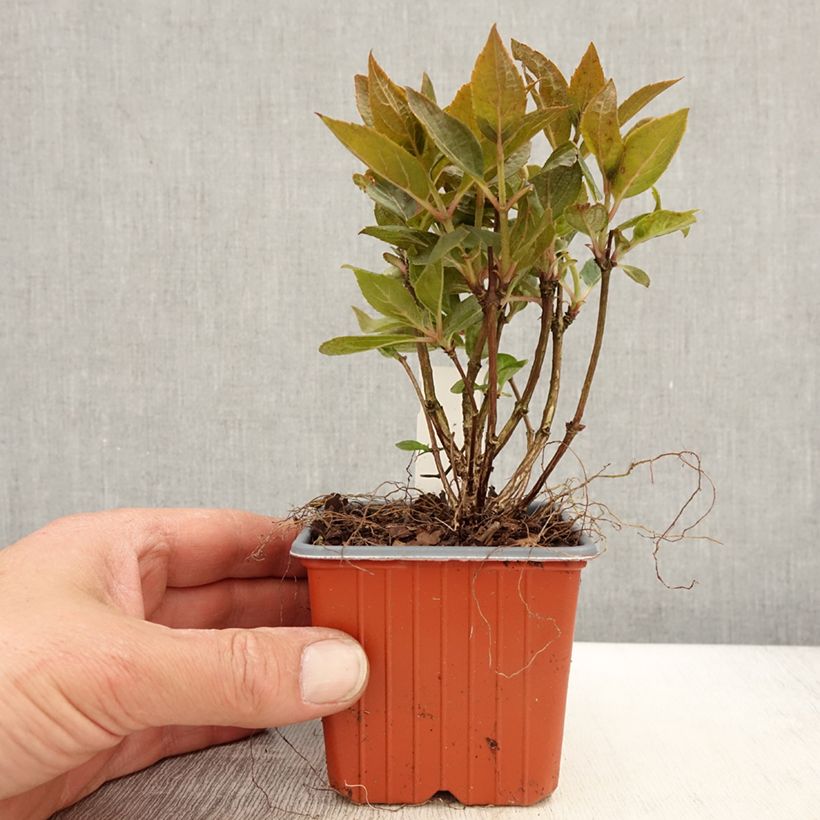 Example of Rispenhortensie Switch Ophelia - Hydrangea paniculata Kleine Töpfe von 8/9 cm as you get in printemps