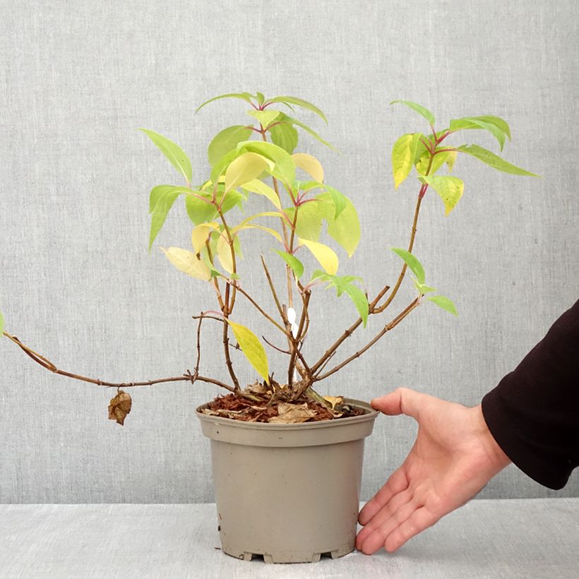 Exemplar von Rispenhortensie Prim White - Hydrangea paniculata Topf mit 2L/3L wie im Herbst geliefert