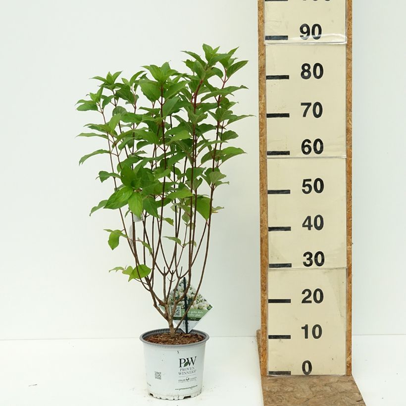 Exemplar von Rispenhortensie Quick Fire Fab - Hydrangea paniculata Topf mit 3L/4L wie im Sommer geliefert