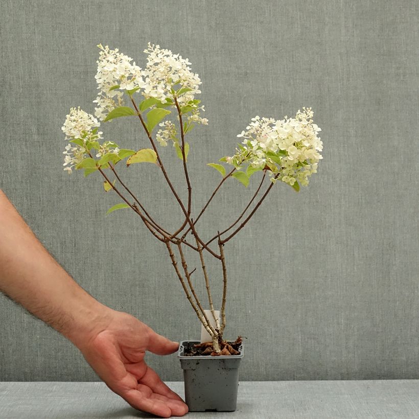 Exemplar von Rispenhortensie Silver Dollar - Hydrangea paniculata Kleine Töpfe von 8/9 cm wie im Sommer geliefert