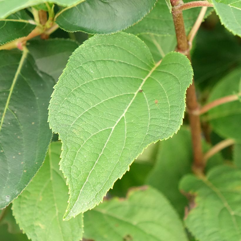 Rispenhortensie Silver Dollar - Hydrangea paniculata (Foliage)
