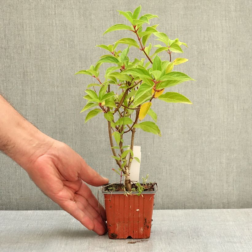 Exemplar von Rispenhortensie Skyfall - Hydrangea paniculata Kleine Töpfe von 8/9 cm wie im Sommer geliefert