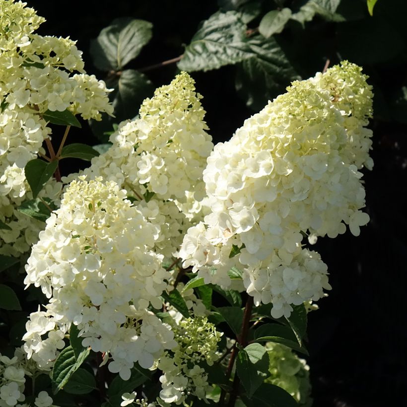 Rispenhortensie Sundae Fraise - Hydrangea paniculata (Blüte)