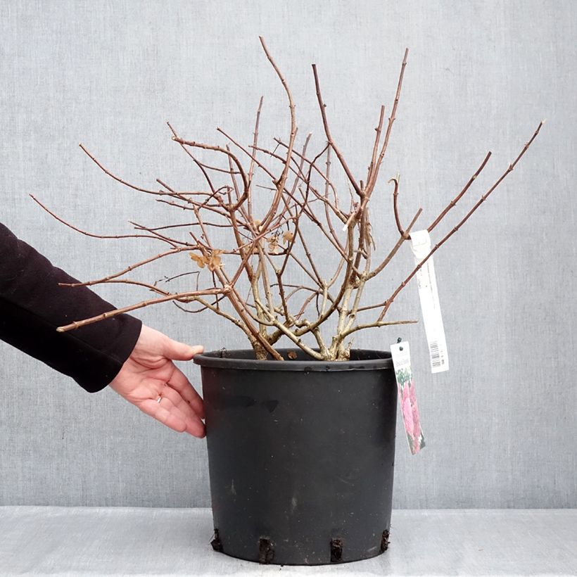 Exemplar von Rispenhortensie Sundae Fraise - Hydrangea paniculata Topf mit 7,5L/10L wie im Winter geliefert