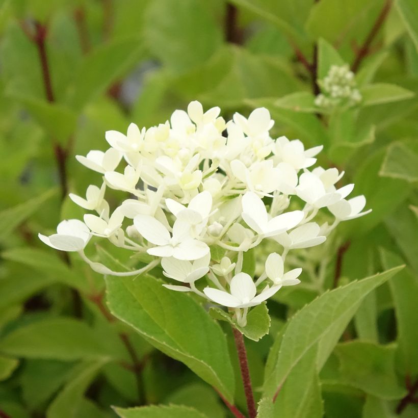Rispenhortensie Unique - Hydrangea paniculata (Blüte)